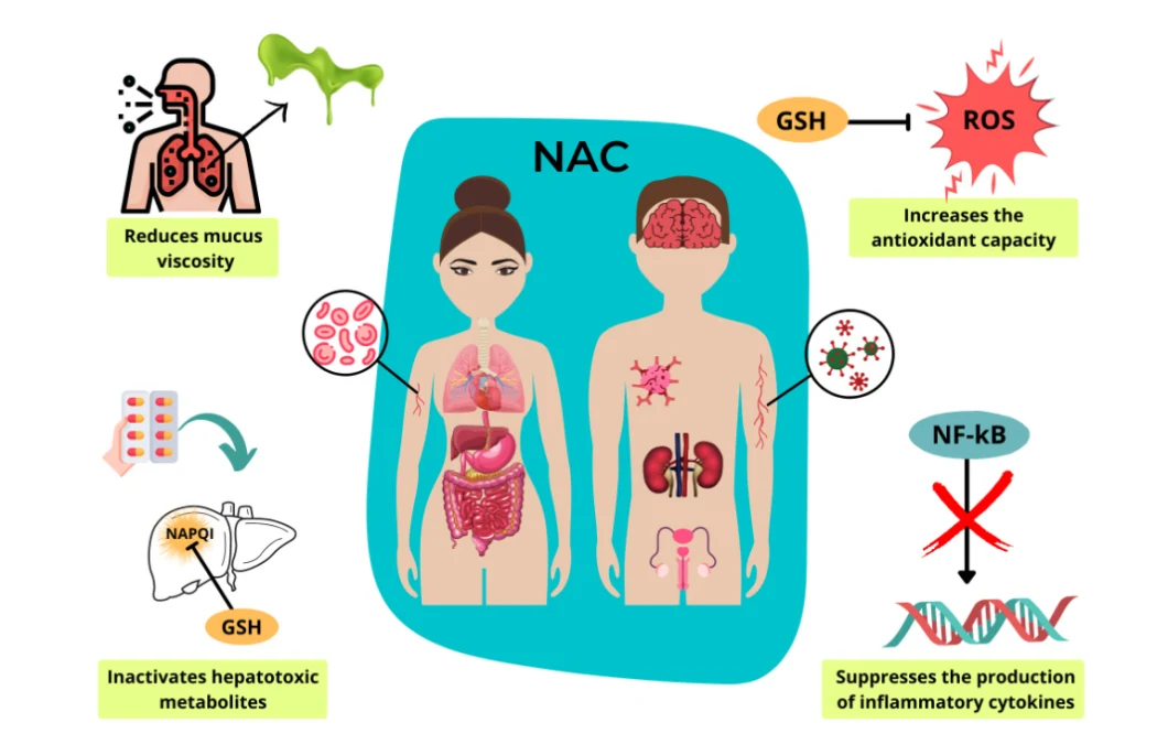 Nutrition Health Supplement Raw Material N-Acetyl-L-Cysteine Improve Immunity N Acetyl L Cysteine